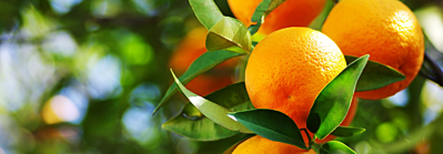 You are currently viewing Les bienfaits de la vitamine C pour une santé éclatante
