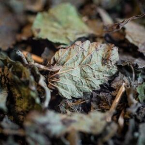 MELISSE BIO FEUILLE FRANCE 25G