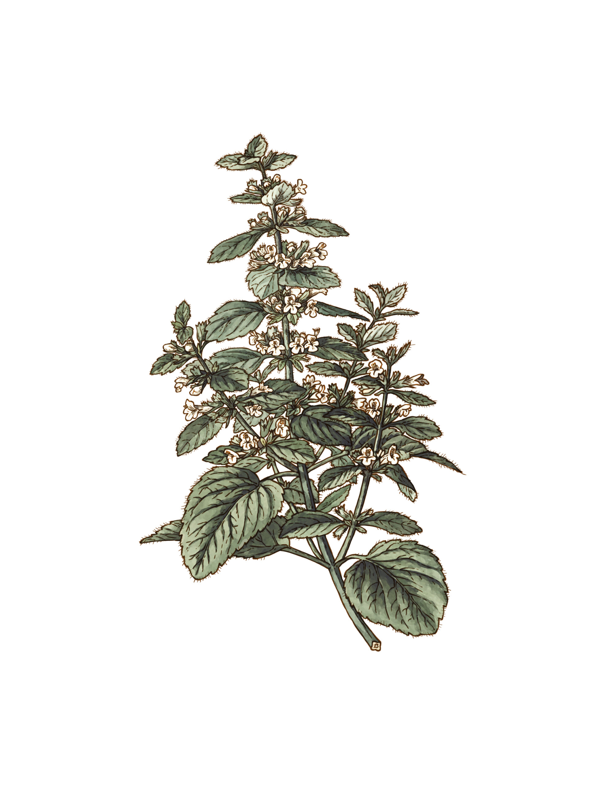 MELISSE BIO FEUILLE FRANCE 25G